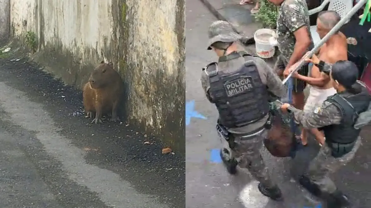 Capivara é resgatada dentro de bar no bairro Joaquim Távora